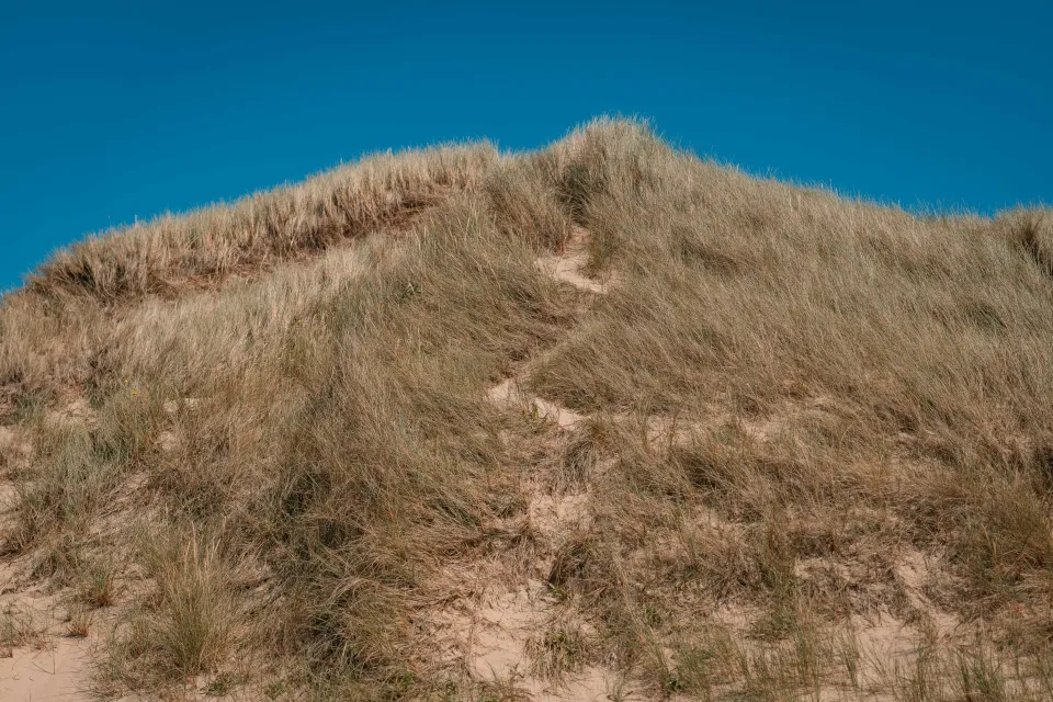 Duin begroeid met helmgras onder een strakblauwe lucht