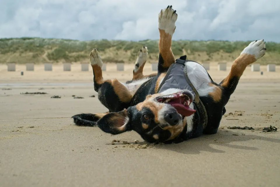 Vakantie met hond op het strand