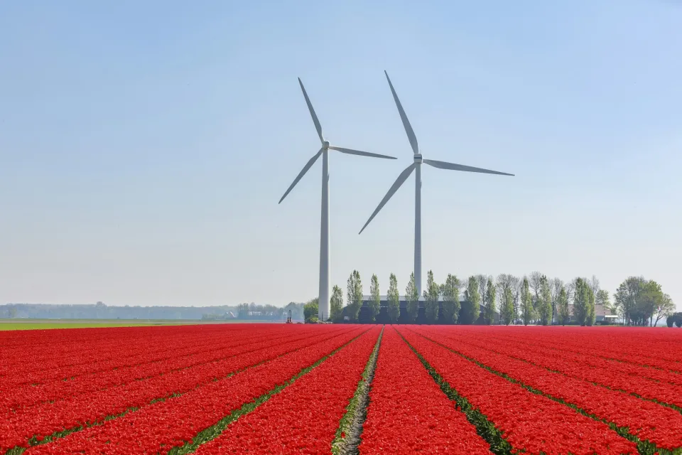 Rood tulpenveld met windmolens op de achtergrond
