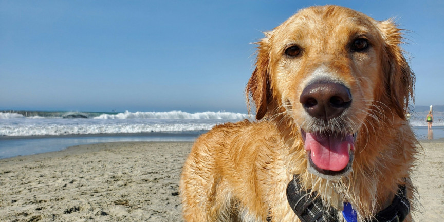 Golden retriever running across the beach