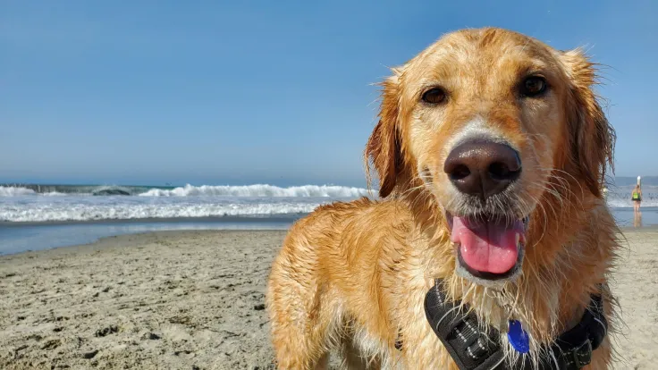 Vakantie met hond aan zee